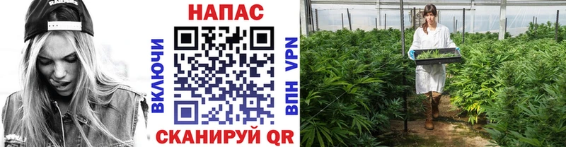 купить   Калач  Шишки марихуана VHQ 